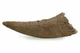 Exceptional, Fossil Triceratops Brow Horn - Montana #352035-1